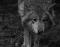 Siberian wolf, in black and white photograph. portrait of the predator