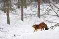 Siberian wolf in freedom on the snow