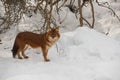 Siberian wolf in freedom on the snow