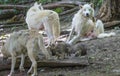 Siberian Wolf Pack