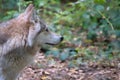 Siberian wolf, taken in portrait