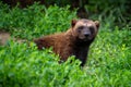 Siberian wolverine Gulo Gulo sitting in nature Royalty Free Stock Photo