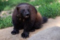 Siberian wolverine Gulo Gulo sitting in nature Royalty Free Stock Photo