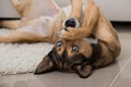 Sibiran Husky lying in a living room