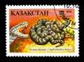 Sibirean Pit Viper (Agkistrodon halys), Reptile serie, circa 199