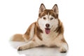 Sibirian husky lying isolated on white background Royalty Free Stock Photo