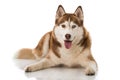 Sibirian husky lying isolated on white background