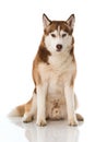 Sibirian husky sitting isolated on white background