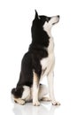 Sibirian husky sitting isolated on white background Royalty Free Stock Photo