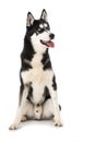 Sibirian husky sitting isolated on white background Royalty Free Stock Photo