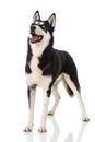 Sibirian husky standing isolated on white background