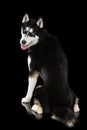 Sibirian husky sitting on black background Royalty Free Stock Photo