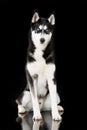 Sibirian husky sitting on black background Royalty Free Stock Photo