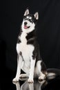 Sibirian husky sitting on black background