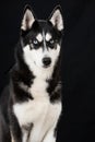 Sibirian husky sitting on black background