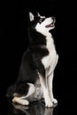 Sibirian husky sitting on black background