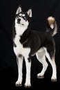 Sibirian husky standing on black background