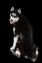 Sibirian Husky sitting on black