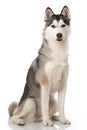 Sibirian Husky sitting on white