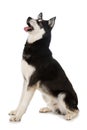 Sibirian Husky sitting on white background Royalty Free Stock Photo