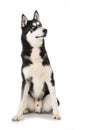 Sibirian Husky sitting on white Royalty Free Stock Photo