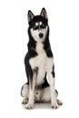 Sibirian Husky sitting on white