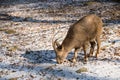 Sibirian ibex (Capra sibirica)