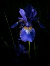 Sibirian Iris on a dark background