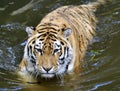 Sibirian Tiger standing in water