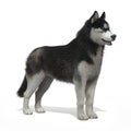 Sibirya Husky