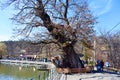 Sibiu Hermanstadt, Romania - 20.03.2019 - Giant ancient tree protected with fence in the park. Natural monument