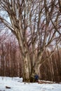 Man hiker resting in a secular forest near by a huge secular beech Royalty Free Stock Photo