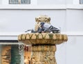 Pigeons bathe in the fountain on the Nicolae Balcrscu street in Sibiu city in Romania Royalty Free Stock Photo
