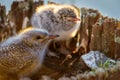 Sibling baby white-fronted tern or sterna striata in pole top next alone Royalty Free Stock Photo