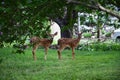 Sibling fawns Royalty Free Stock Photo