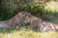 Lion licking sibling, young male lions cuddling together in shade of bush, Botswana