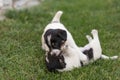 Sibling Puppy 4 weeks old playing together. Group of purebred very small Jack Russell Terrier baby dogs Royalty Free Stock Photo