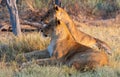 Sibling sisters guarding their range in the bush