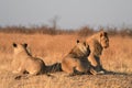 Three young lions (Panthera Leo) bathing in early morning summer sunshine
