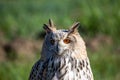 Sibrian eagle owl nocturnal bird of prey predator Royalty Free Stock Photo