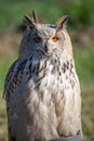 Sibrian eagle owl nocturnal bird of prey predator Royalty Free Stock Photo
