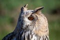 Sibrian eagle owl nocturnal bird of prey predator Royalty Free Stock Photo