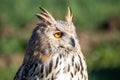 Sibrian eagle owl nocturnal bird of prey predator Royalty Free Stock Photo