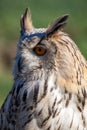 Sibrian eagle owl nocturnal bird of prey predator Royalty Free Stock Photo