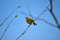 Peaceful yellow bird