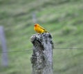 Peaceful yellow bird