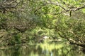 Sicao Mangrove Green Tunnel