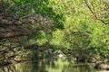 Sicao Mangrove Green Tunnel