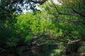 Sicao Mangrove Green Tunnel