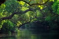 Sicao Mangrove Green Tunnel